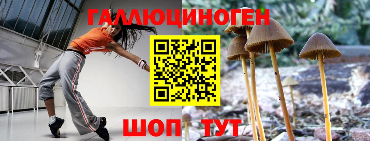 Псилоцибиновые грибы прущие грибы  Городец 